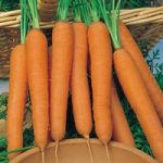 Carrot Seeds – F1 Bangor