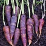 Carrot Seeds – F1 Purple Haze