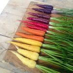 Carrot (Organic) Seeds – Rainbow Mix