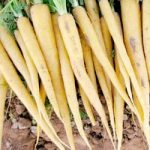 Carrot Seeds – F1 Creampak