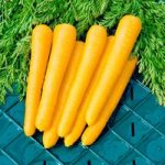 Carrot Seeds – F1 Gold Nugget