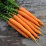 Carrot Seeds – Amsterdam Forcing 3