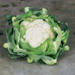Cauliflower Plants – Clapton