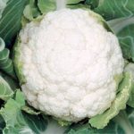 Cauliflower Seeds – F1 Successional Harvest Mix