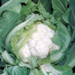 Cauliflower (Organic) Seeds – Skywalker F1