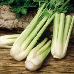 Celery Plants – Golden Spartan