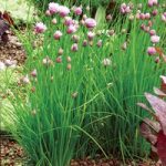 Herb Seed – Chives