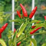 Chilli Pepper Plant – Tabasco