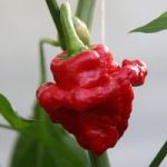Chilli Pepper Plant – Scotch Bonnet Red