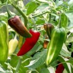 Chilli Pepper Seeds – Hot Rod
