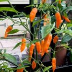 Chilli Pepper Plant – Slow Burn