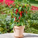 Chilli Pepper Patio Plant – Hot Fajita