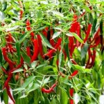 Pepper Chilli Seeds – Longhorn F1
