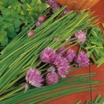 Herb Plant – Chives (Allium) Prado