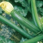Courgette Plants – F1 Partenon