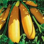Courgette Seeds – F1 Atena