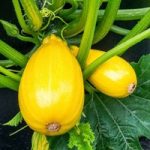 Courgette Seeds – F1 Golden Griller