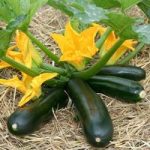 Courgette Seeds – F1 Midnight