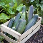 Courgette (Organic) Seeds – Black Beauty