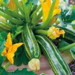 Courgette (Organic) Seeds – Italian Striped