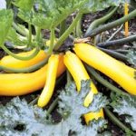 Courgette (Organic) Seeds – Golden Zucchini