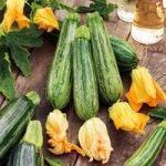 Courgette Seeds – Courcourzelle