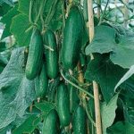 Cucumber Seeds – F1 Passandra