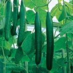 Cucumber (All Female) Seeds – F1 Bella