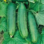 Cucumber Seeds – Bush Champion
