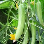 Cucumber Seeds – F1 Delistar