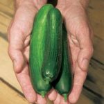 Cucumber Plants – Merlin