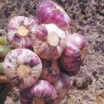Garlic Bulbs – Germidour