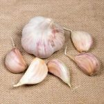 Garlic Bulbs – Lovers Collection Winter