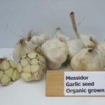 Garlic (Autumn) Messidor Organic