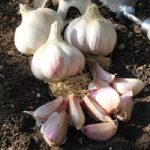 Garlic Bulbs – Kingsland Wight