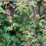 Aztec Sweet Herb Botanical Infusions Plants – Colada