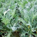 Kale Seeds – Fizz