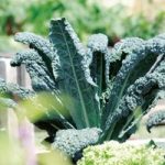 Kale (Organic) Seeds – Nero Di Toscano