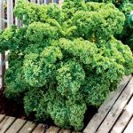 Keep Cropping Kale Plants – Dwarf Green Curled