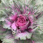 Kale Seeds – Buttonhole Starmaker