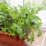 Speedy Veg Seed – Leaf Salad Winter Mix