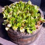 Lettuce Seeds – Cos Lettuce Mix