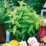 Lemon Verbena Freshman (3) Botanical Infusions