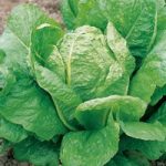 Lettuce Seeds – Lobjoits Green