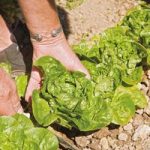 Lettuce Plants – Vailan Winter Gem