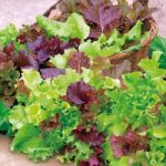 Lettuce (Organic) Seeds – Mix