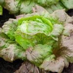 Lettuce Seeds – Red Iceberg