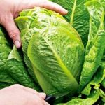 Lettuce Seeds – F1 Cosberg Sweet Success