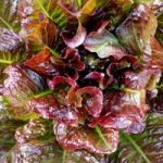 Lettuce Seeds – OutREDgeous