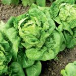Lettuce (Organic) Seeds – Little Gem
